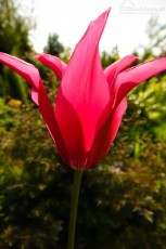 piękny czerwony kwiat