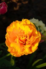 Jakie t5o kwiat kto odgadnie