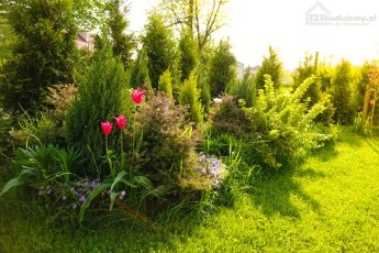 skalniak iglaki w skalniaku