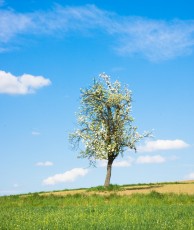 Widok na drzewo na pagórku