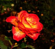 róża z ogródka babci Lusi