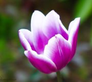 tulipan bioło fioletowy