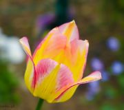 tulipan dwukolorowy