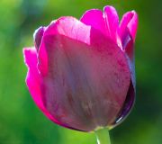 piękny tulipan z naszego ogrodu