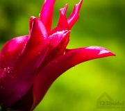Czerwony tulipan, kwiaty w ogrodzie