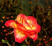 Róża dwukolorowa