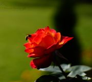 czerwona róża z przydomowego ogródka