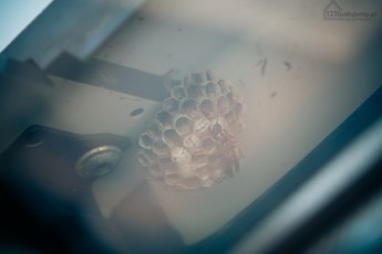 gniazdo os pod oknem dachowym