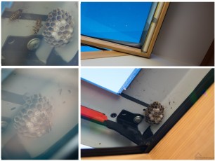 gniazdo os w oknie dachowym na poddaszu