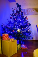 tradycyjnie żywa choinka w salonie na boże narodzenie