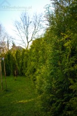 thuje brabant wzrost