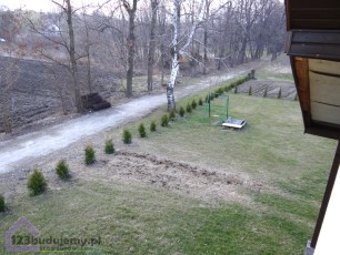 sadzenie thuji brabant