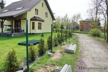 thuje brabant w ogrodzeniu, ogrodzenie panelowe a tuje