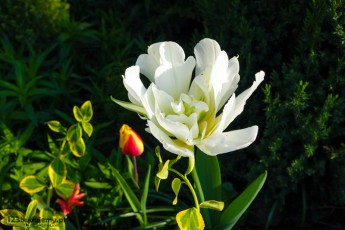 piekne rosliny ogródek przydomowy