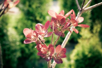 jakie rośliny do ogródka