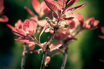 Ogród, piękne kwiaty