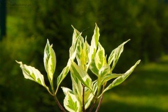 ogród przydomowy krzewy ozdobne