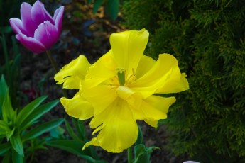 piękny żółty kwiat