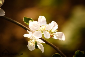 zakwitła czereśnia wiosna w sadzie