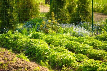 ogródek, grządki a w nich nasadzone truskawki