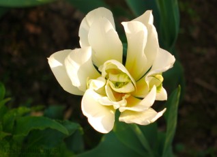 piękny kwiat z ogrodu