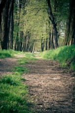 Wiosna w alejce pomiędzy drzewami