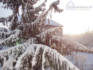 zaśnieżony świerk u sąsiadów