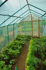 Szklarnia, rośliwy warzywa pomidory ogróki