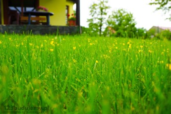 Kaczyńce w trawie