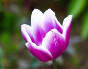 tulipan bioło fioletowy