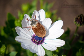 chrabąszcz albo żuk kto rozpozna