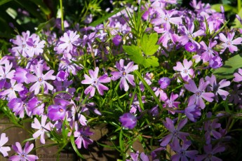 kwiaty ogród przy domu