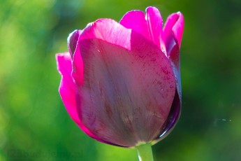 piękny tulipan z naszego ogrodu