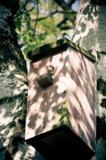 budka dla szpaków na brzozie