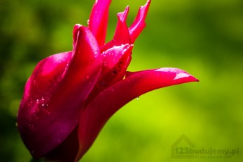 Czerwony tulipan, kwiaty w ogrodzie