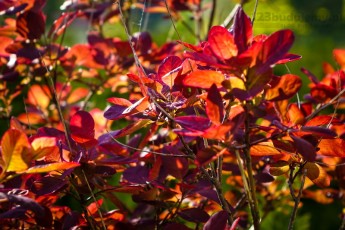 Perukowiec krzew ozdobny