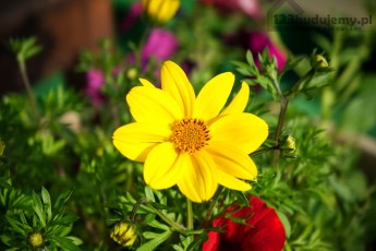 żonkil - kwiaty w ogrodzie