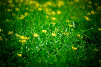 Kaczeńce w trawniku przed domem