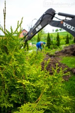 ogrodzenie w thui nie uciepiało