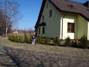 thuje brabant tuje żywopłot