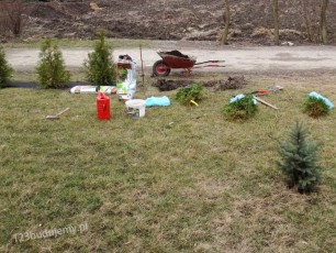 sadzenie sadzonek tuji brabant