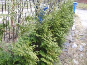 żywotnik sadzenie iglaki