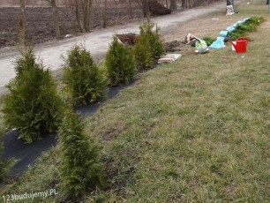 thuja brabant, tuja szmaragd