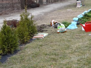 żywotnik zachodni brabant