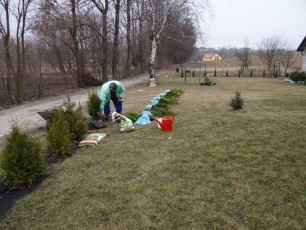 ogrodzenie z iglaków