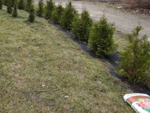 ogrodzenie z tuji, agrowłuknina