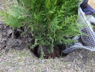 sadzenie tuji brabant