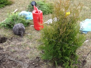 pielengnacja tuji żywotnika