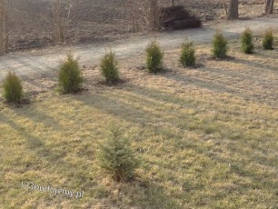 rząd tuji thuji brabant