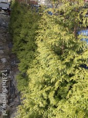 brabant żywotnik zachodni